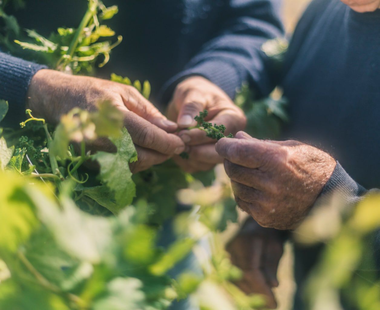 Balnaves Of Coonawarra Balnaves Of Coonawarra